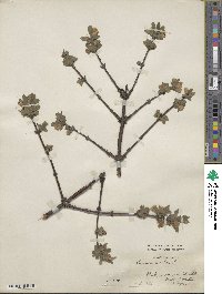 Lonicera coerulea image