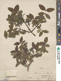 Lonicera coerulea image