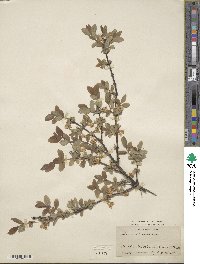 Lonicera coerulea image