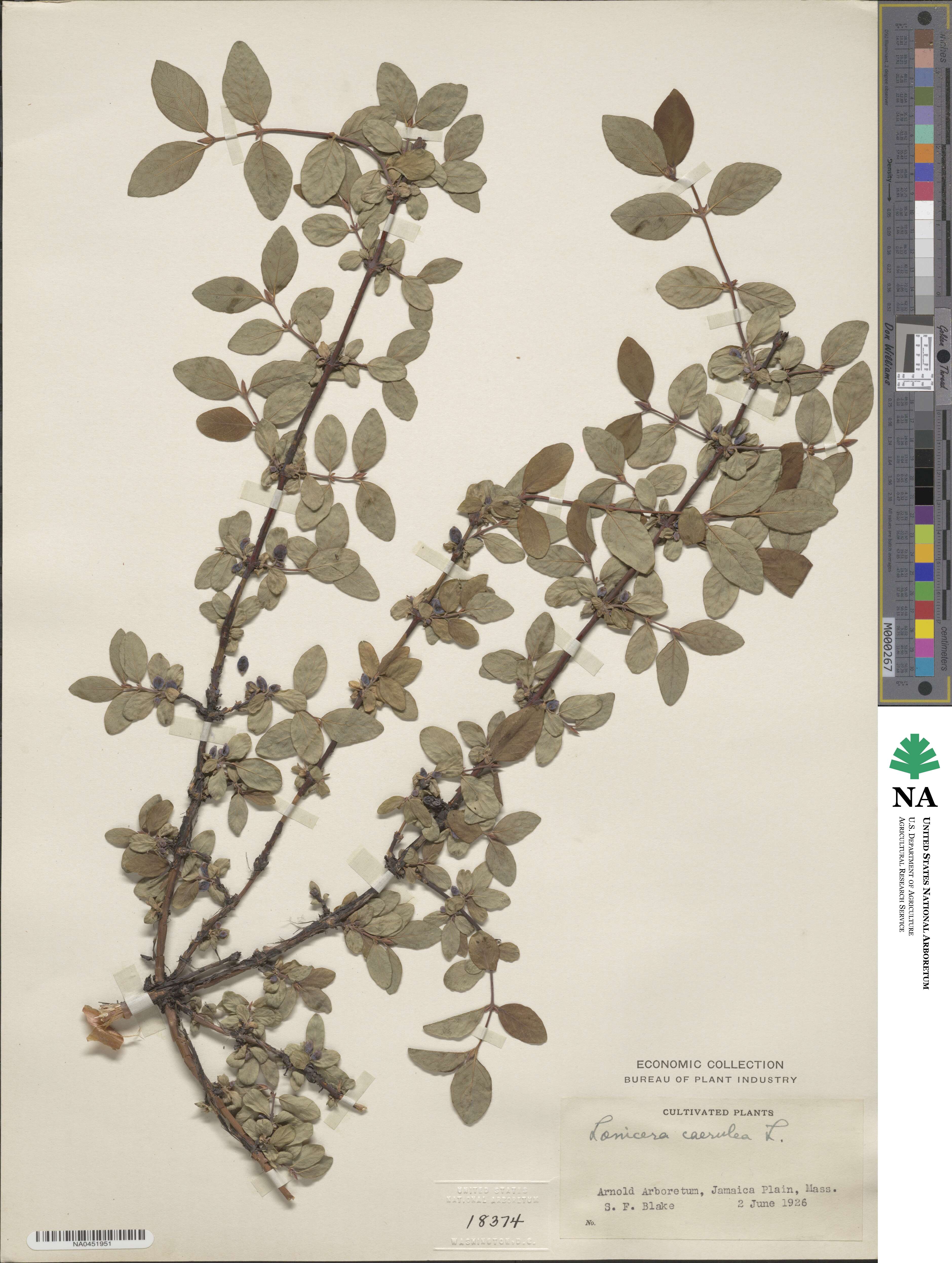 Lonicera coerulea image