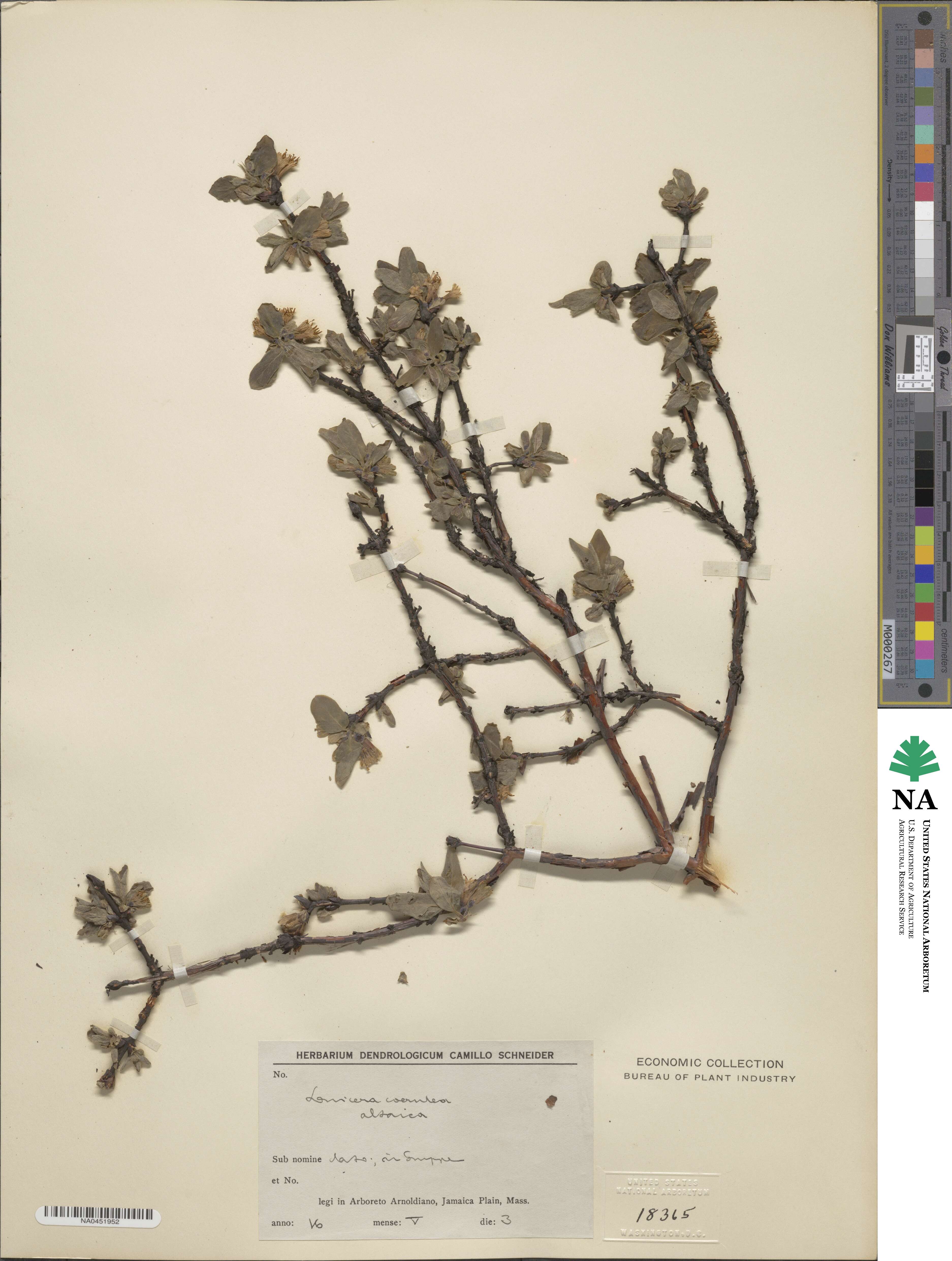 Lonicera caerulea subsp. altaica image