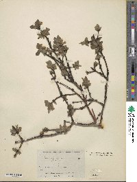 Lonicera caerulea subsp. altaica image