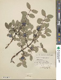 Lonicera caerulea image