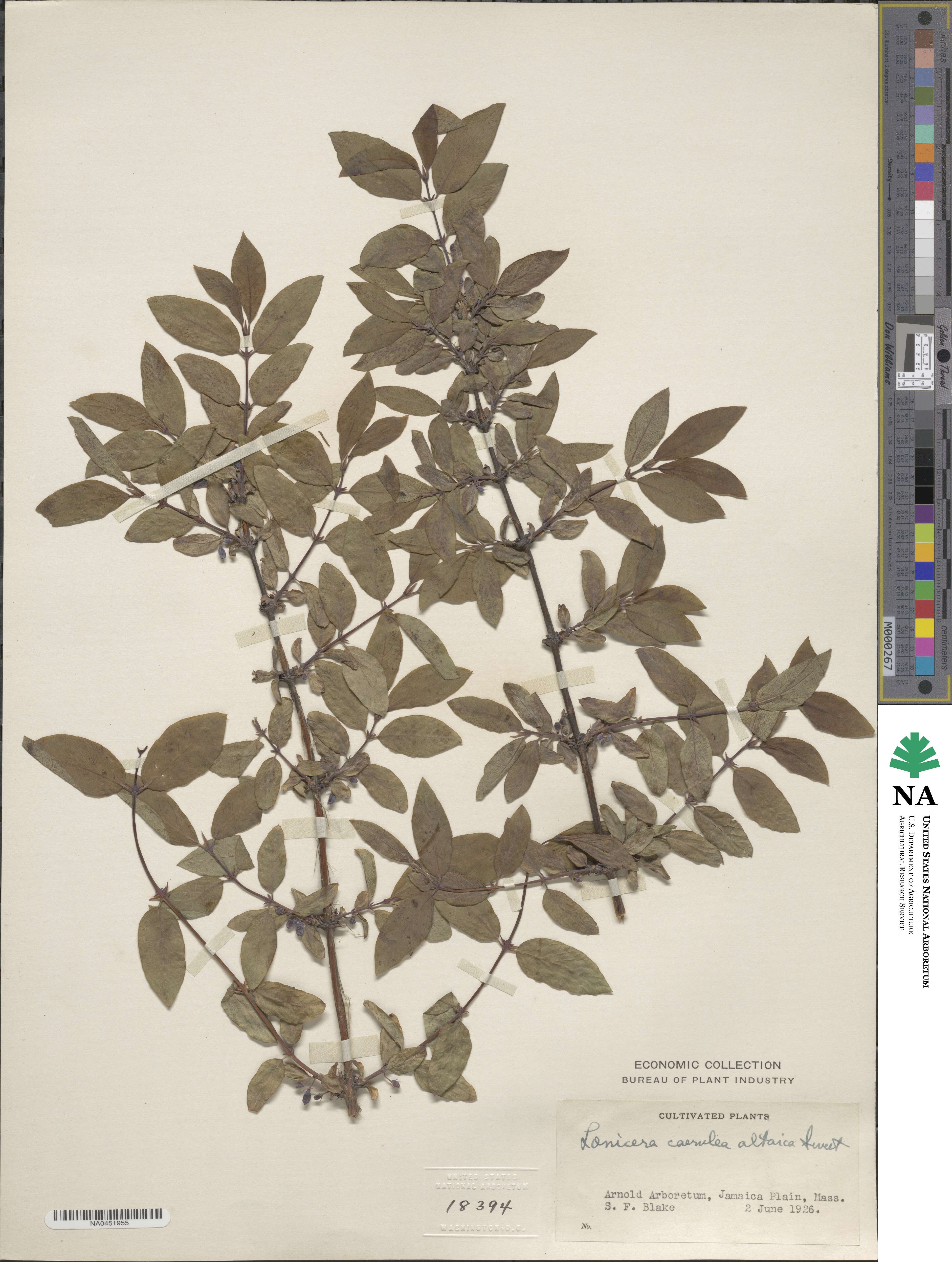 Lonicera caerulea subsp. altaica image