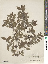 Lonicera caerulea image