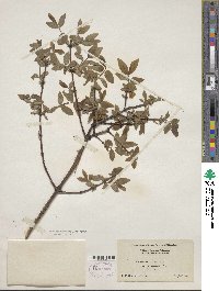 Lonicera caerulea image