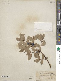 Lonicera caerulea subsp. caerulea image