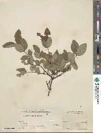 Lonicera caerulea image