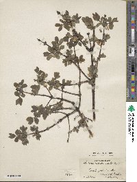 Lonicera caerulea image