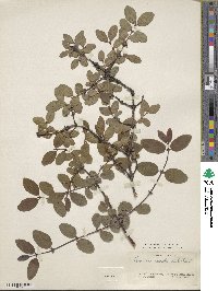 Lonicera caerulea image