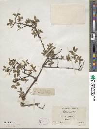 Lonicera caerulea subsp. caerulea image