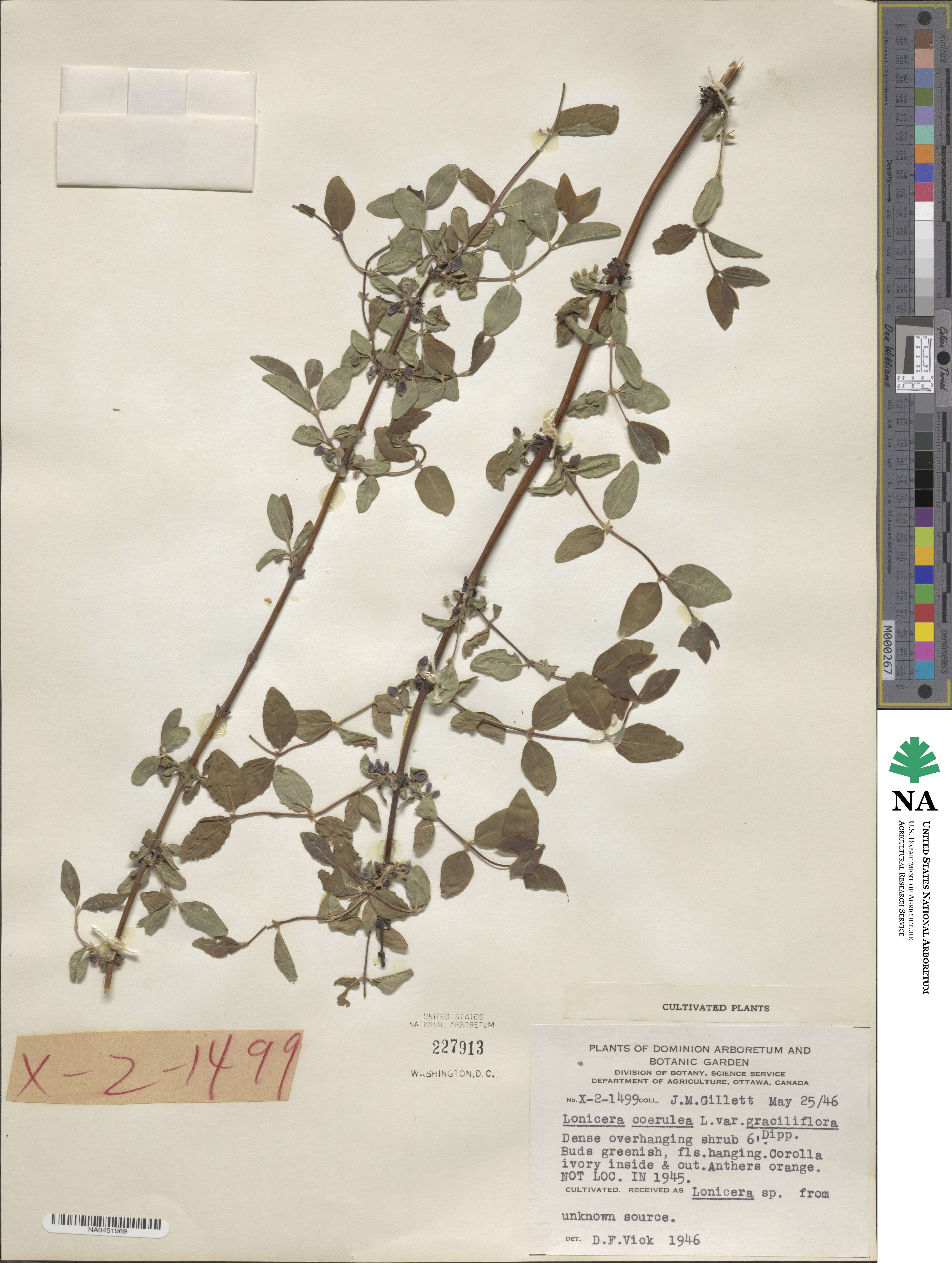 Lonicera caerulea image