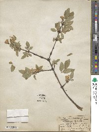 Lonicera caerulea image