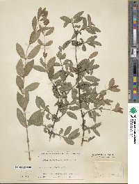 Lonicera caerulea image