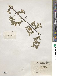 Lonicera caerulea image