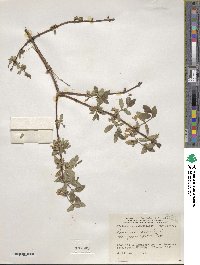 Lonicera caerulea subsp. caerulea image