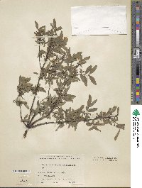 Lonicera caerulea image