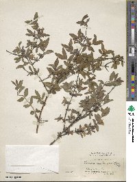 Lonicera caerulea image