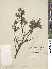 Lonicera caerulea image