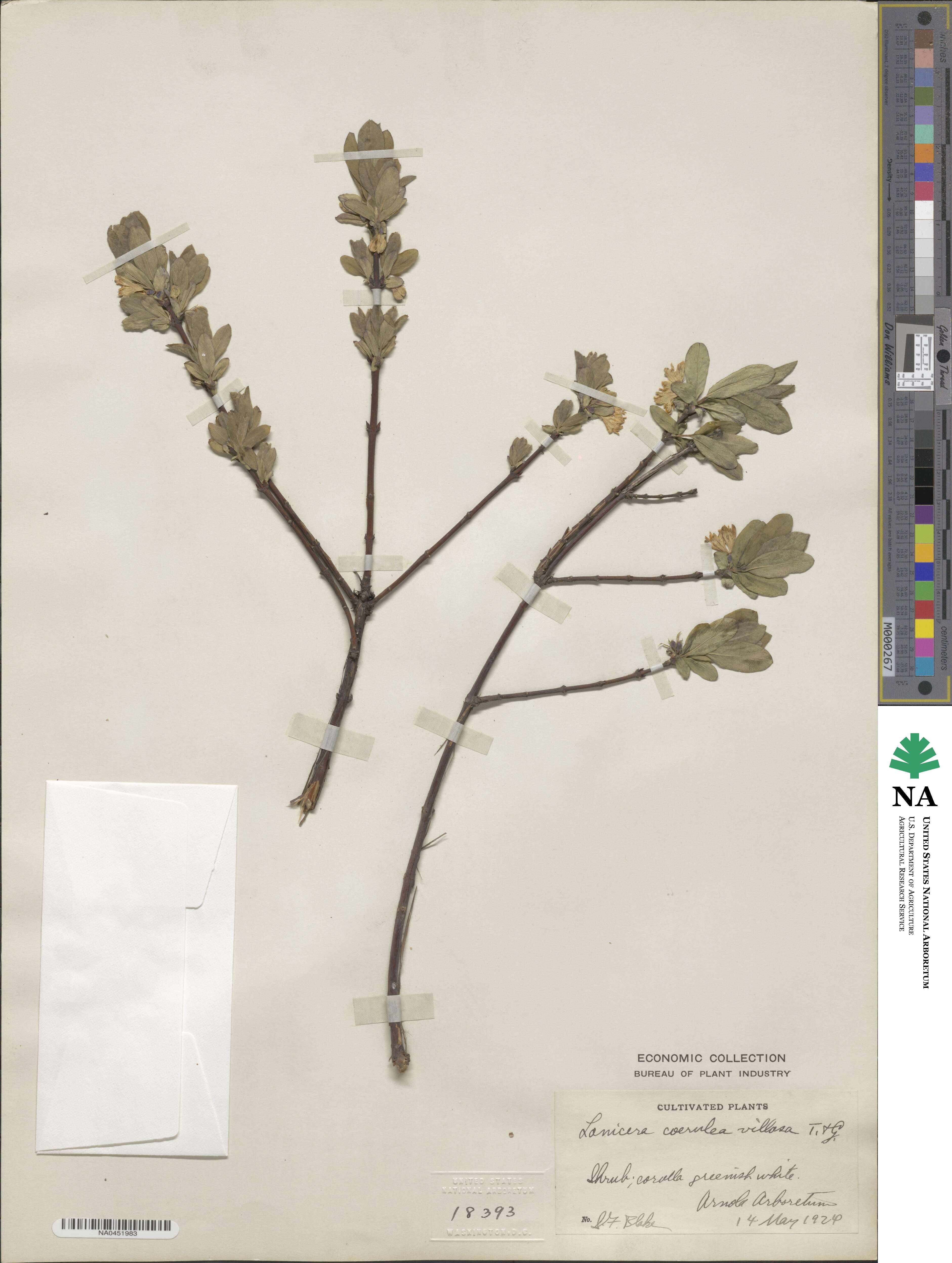 Lonicera villosa image