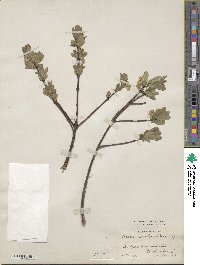 Lonicera villosa image