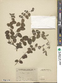 Lonicera hispidula image