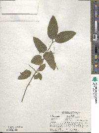 Lonicera canadensis image