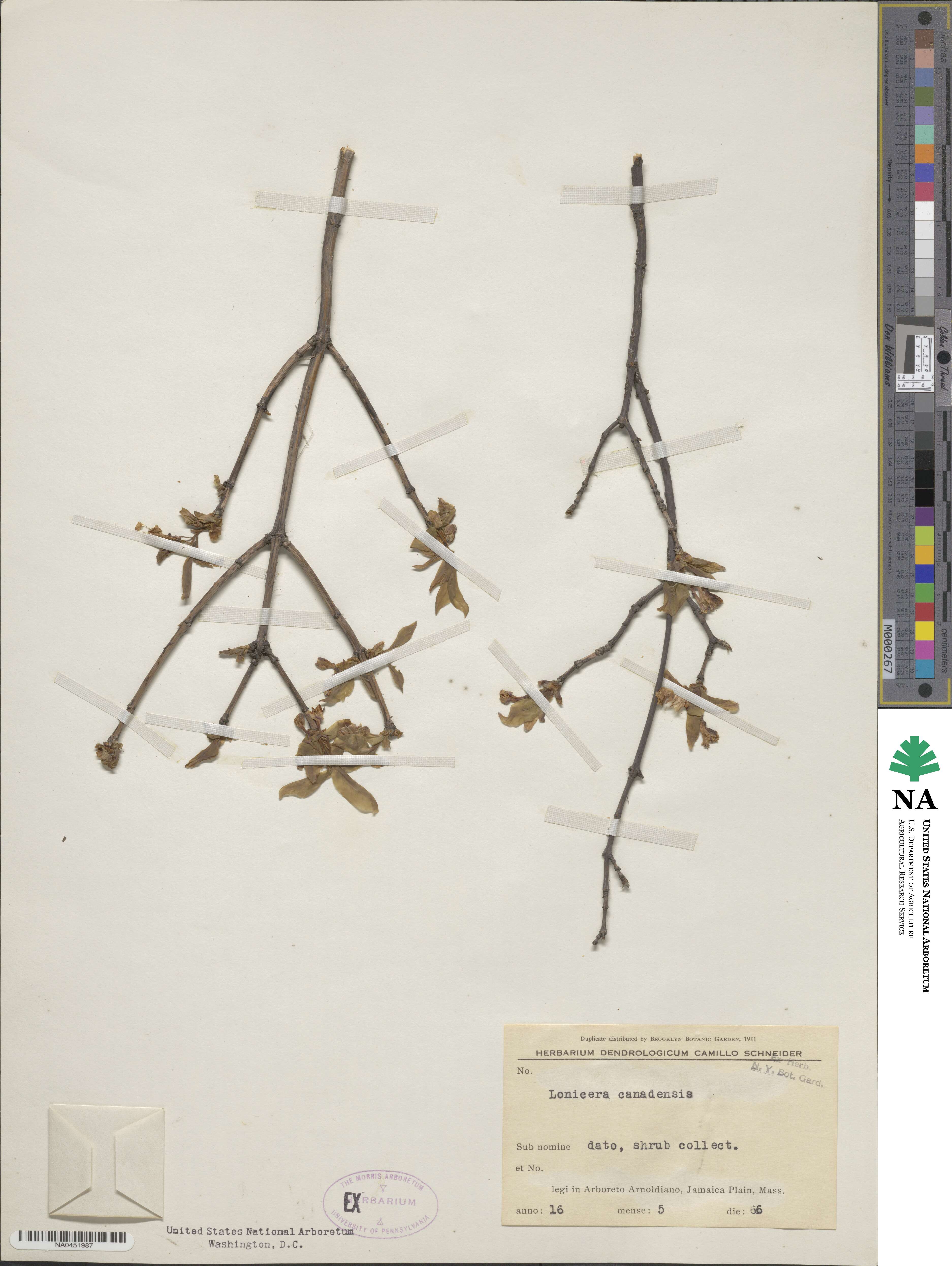 Lonicera canadensis image