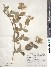 Lonicera caprifolium image