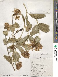 Lonicera caprifolium image