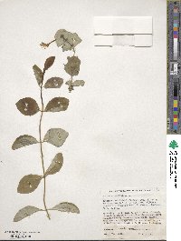 Lonicera caprifolium image