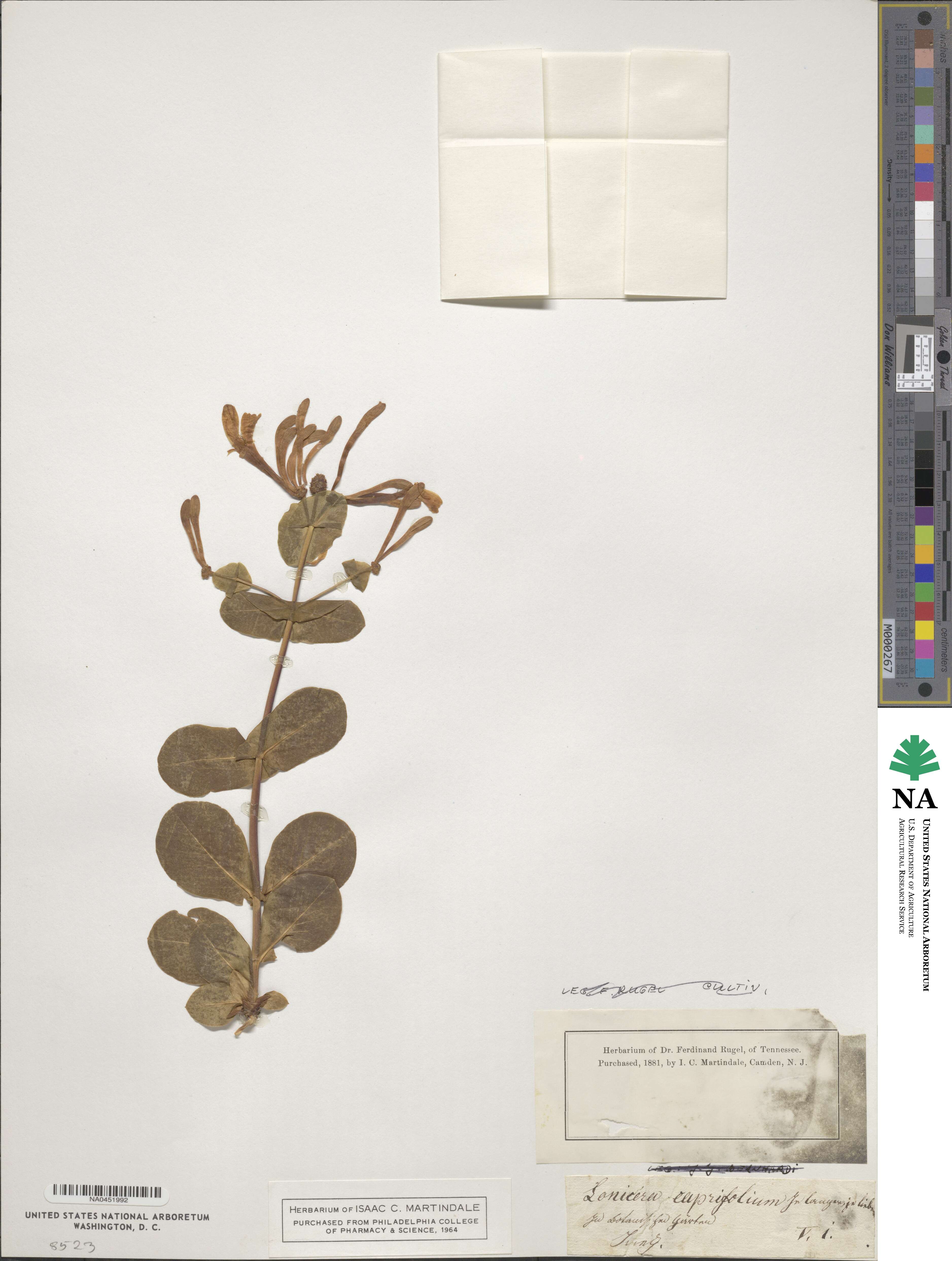 Lonicera caprifolium image