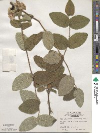 Lonicera hispida image