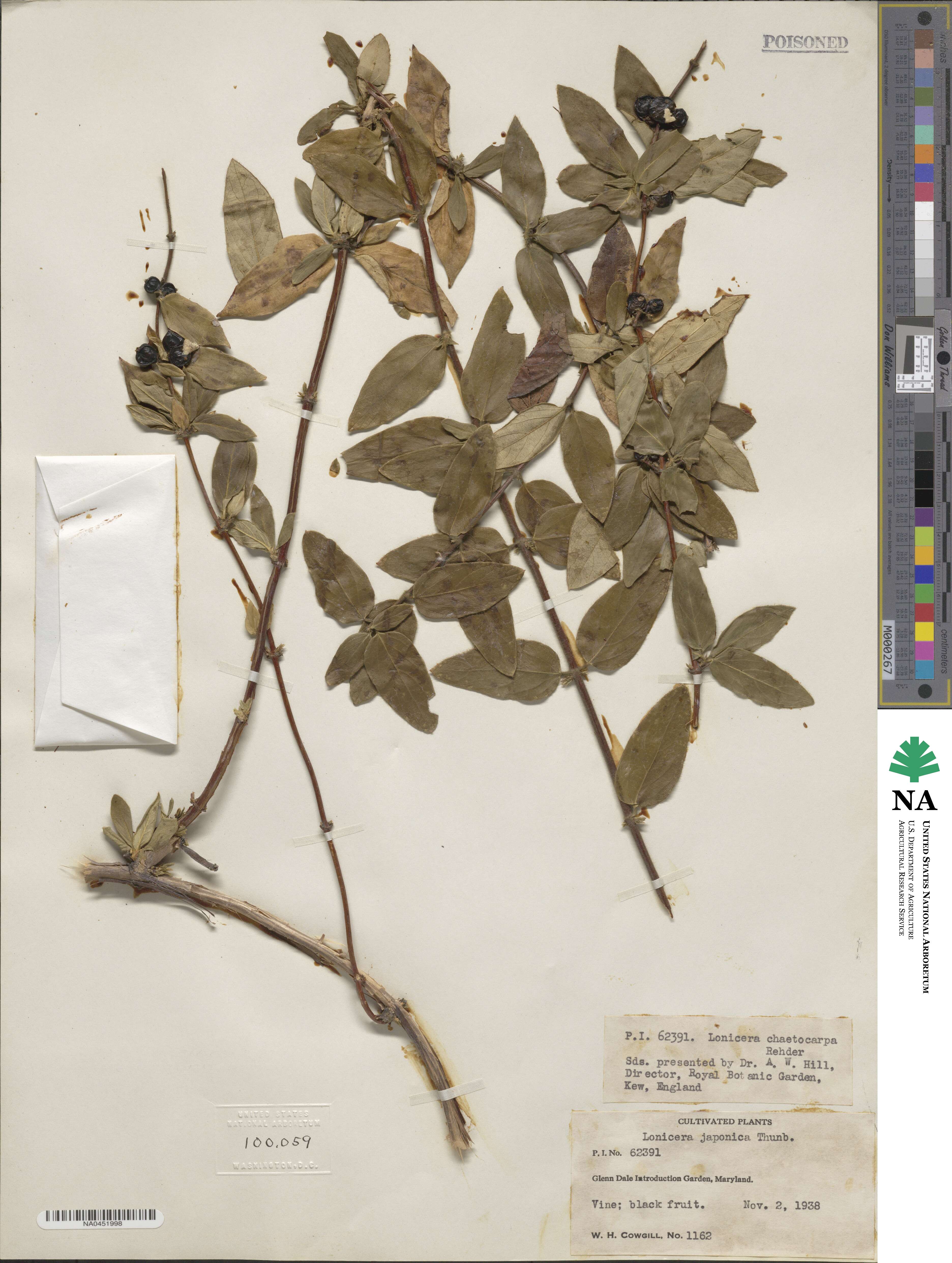 Lonicera hispida image
