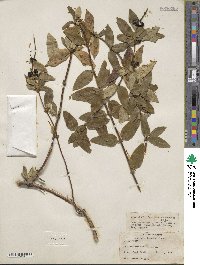 Lonicera hispida image