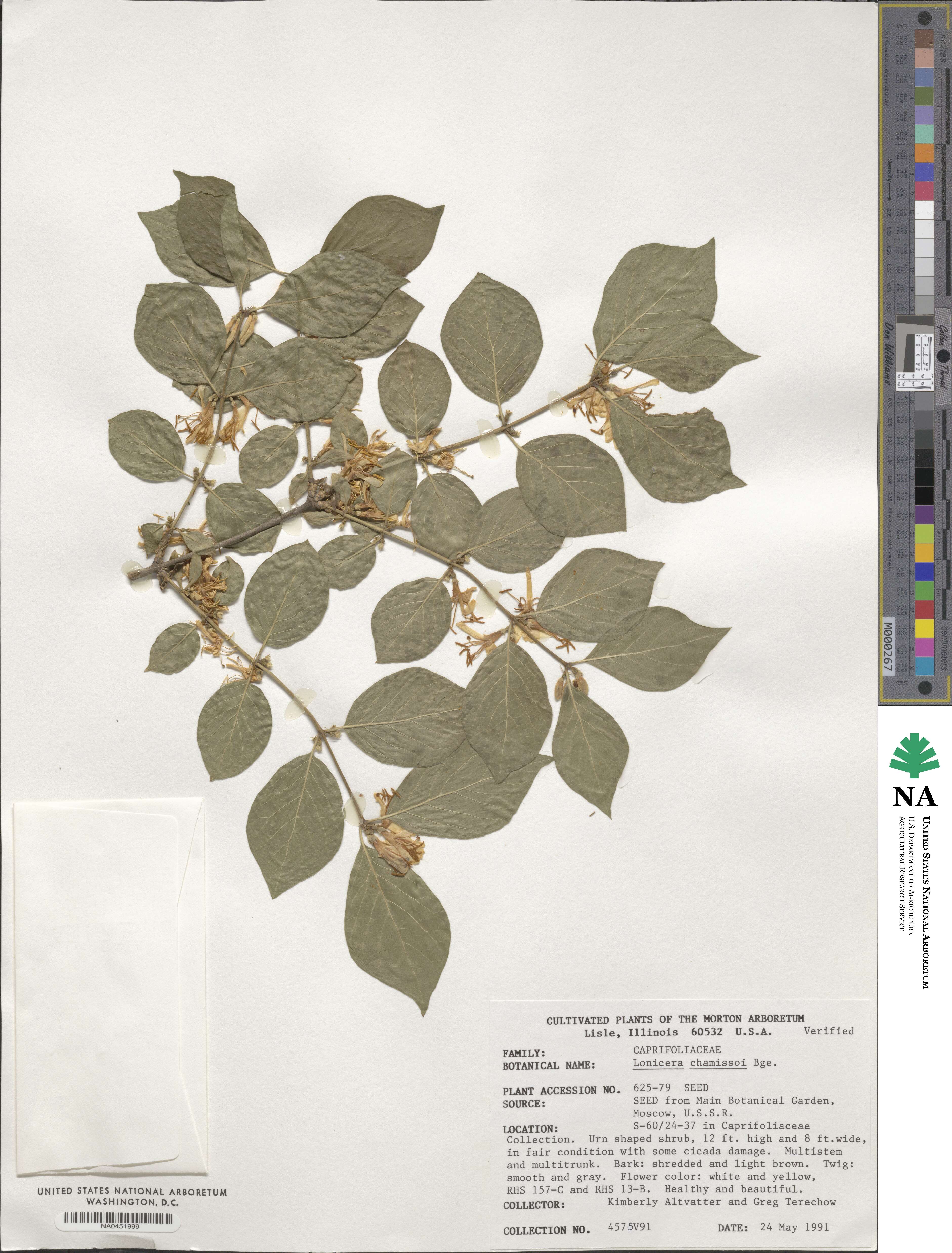 Lonicera chamissoi image