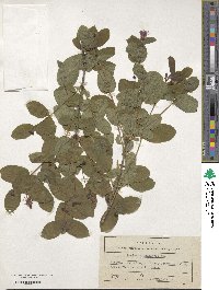 Lonicera chamissoi image