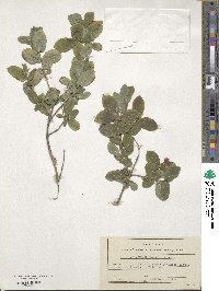 Lonicera chamissoi image