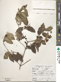 Lonicera chrysantha image