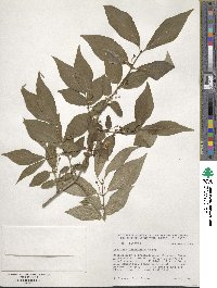 Lonicera chrysantha image