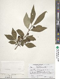 Lonicera chrysantha image