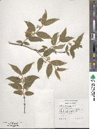 Lonicera chrysantha image