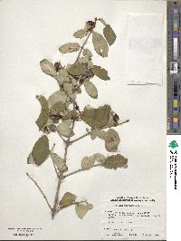 Lonicera chrysantha image