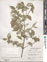 Lonicera chrysantha image