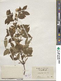 Lonicera chrysantha image