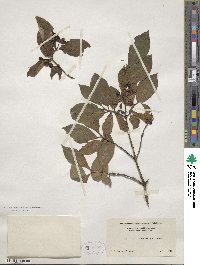 Lonicera chrysantha image