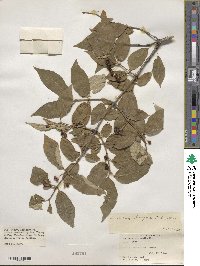 Lonicera chrysantha image