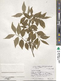 Lonicera chrysantha image