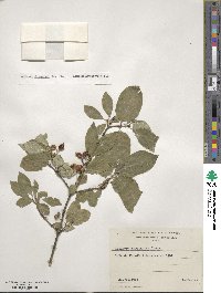 Lonicera chrysantha image