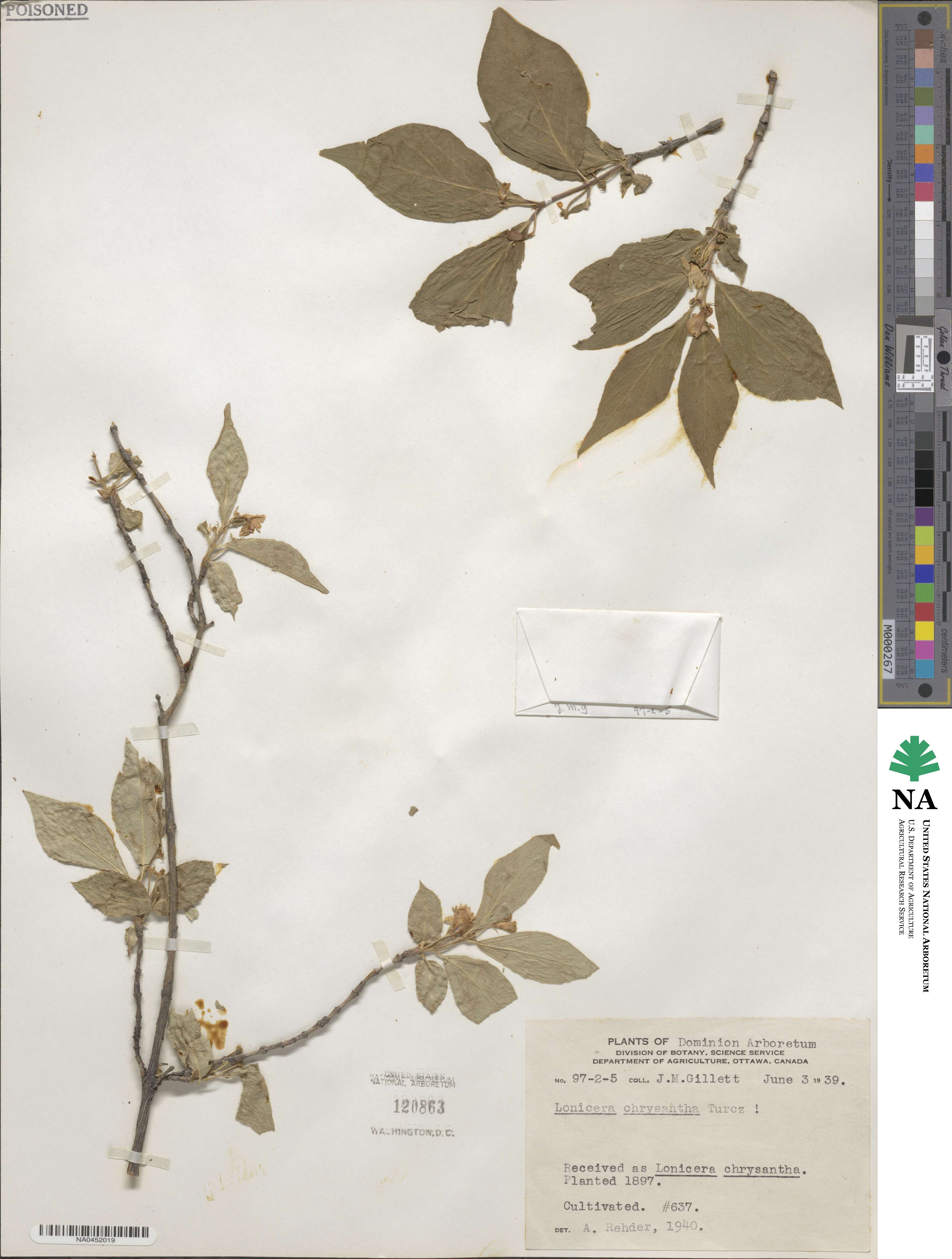 Lonicera chrysantha image